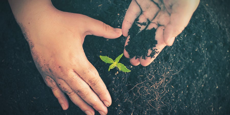 Groeimedium Voor Cannabis