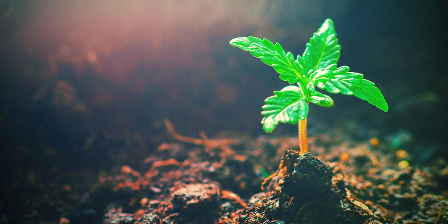 De Vegetatieve Fase, Ofwel Groeifase, Van Cannabis