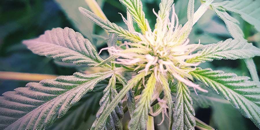 Ultieme CBD-rijke Soort: CBD Fix Auto