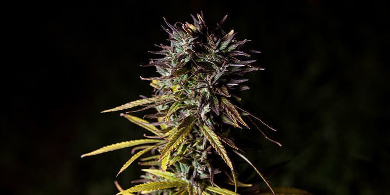 Fat Banana Van Royal Queen Seeds: Frisse Fruitigheid! 