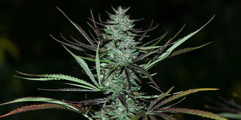 Love Peace van VIP Seeds: een Cheesy traktatie