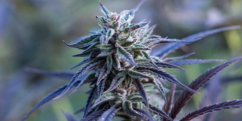 Passion Fruitz van Zamnesia Seeds: een tropische romance