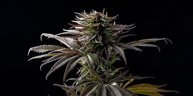 Sugar Black Rose van Delicious Seeds: Zeg het met bloemen!