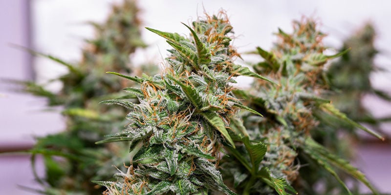 Wedding Cake Van Zamnesia Seeds: Voor Nog Vele Gelukkige Avonden!