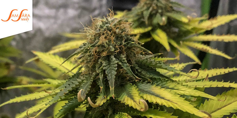 Green Love Potion van Samsara Seeds