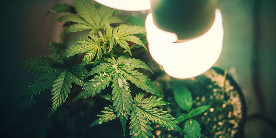 Hoe Het Lichtspectrum Het Uitstrekken Van De Plant Beïnvloedt