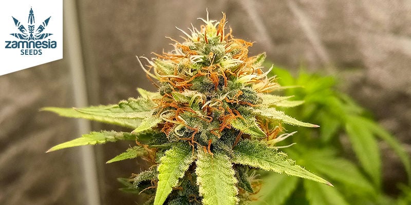 GG4 (ZAMNESIA SEEDS)