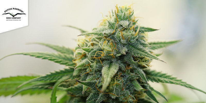 CBD Charlotte's Angel - Dutch Passion