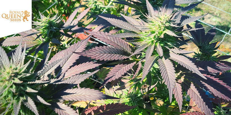Tatanka Pure CBD Van Royal Queen Seeds