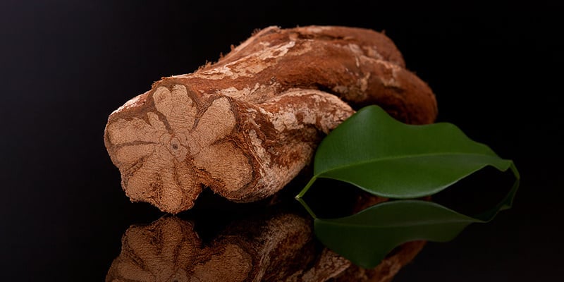 Wat is ayahuasca?
