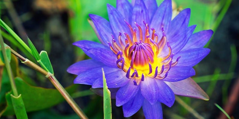 BLAUWE LOTUS (NYMPHAEA CAERULEA)