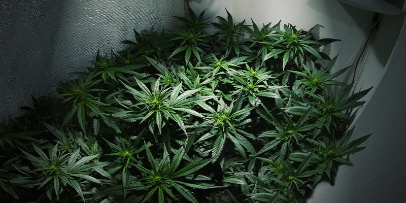 Kun je in dezelfde kweekruimte meerdere keren cannabis oogsten?