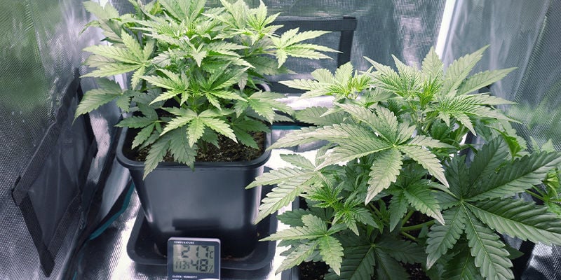Benodigdheden - non-stop cannabis oogsten