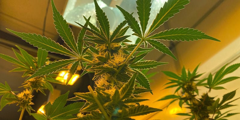 Binnen - non-stop cannabis oogsten