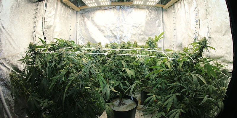 Lichtcycli beheren om de bloei van cannabis te bepalen
