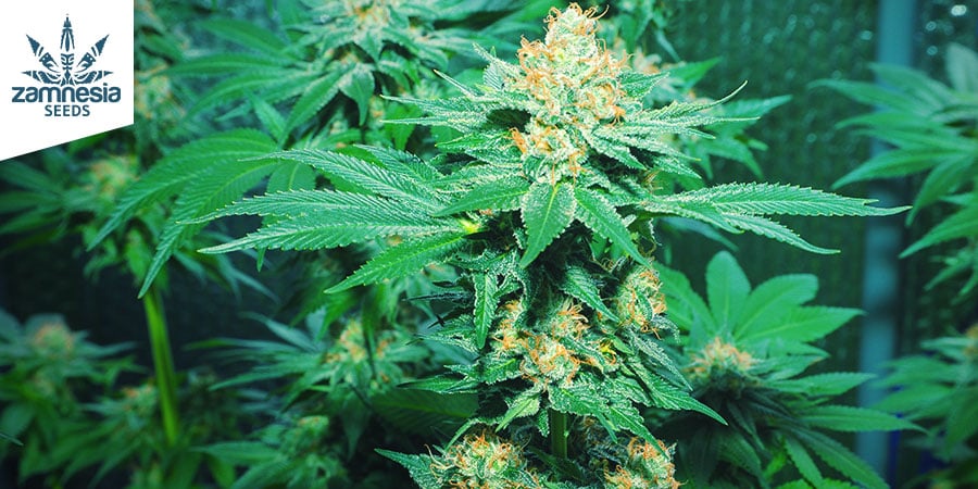 AMNESIA HAZE (ZAMNESIA SEEDS): DE TROPISCHE CEREBRALE TRIP