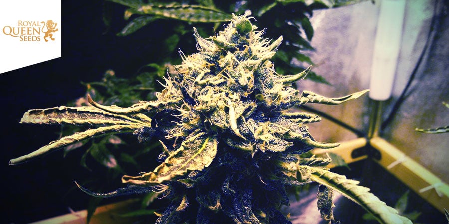 CRITICAL KUSH (ROYAL QUEEN SEEDS): TITANENSTRIJD