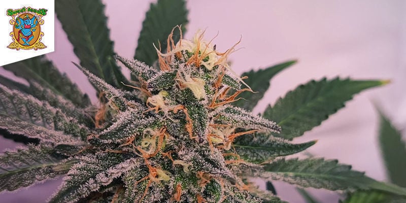 Cream Caramel (Sweet Seeds): De Driedubbele Hybride