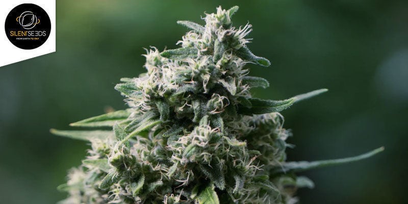 Critical+ 2.0 Autoflowering (Silent Seeds): Boordevol Dikke Toppen