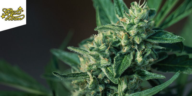 SUPER LEMON HAZE (GREENHOUSE SEEDS): HET SINSEMILLA RUIMTESCHIP