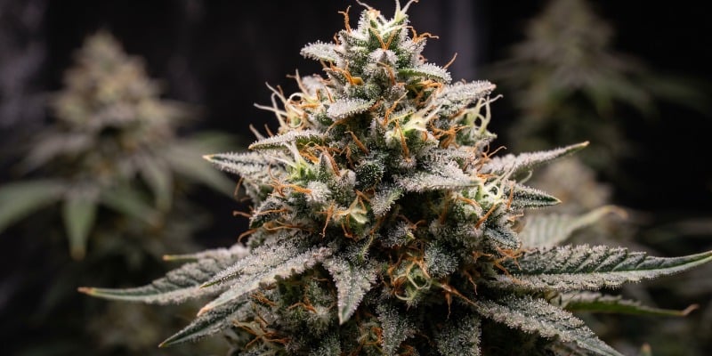 Kalashnikova (Greenhouse Seeds)