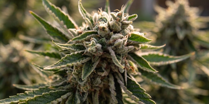 Sticky Beast Automatic (Zamnesia Seeds)
