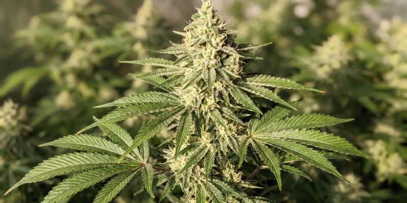 White Strawberry Skunk (Strain Hunters)