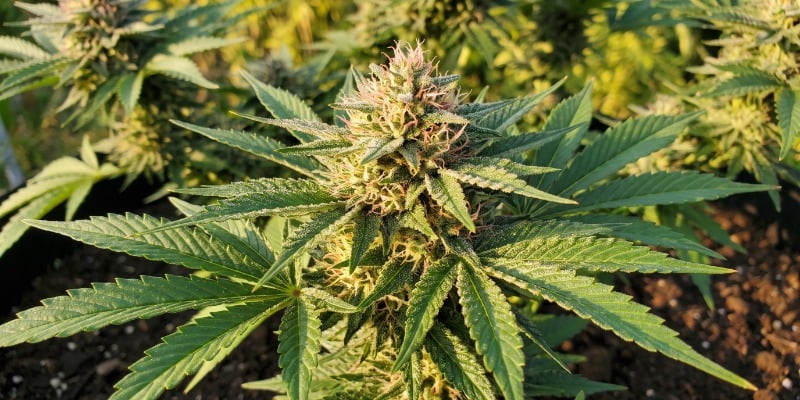 Bubblelicious (Nirvana Seeds)