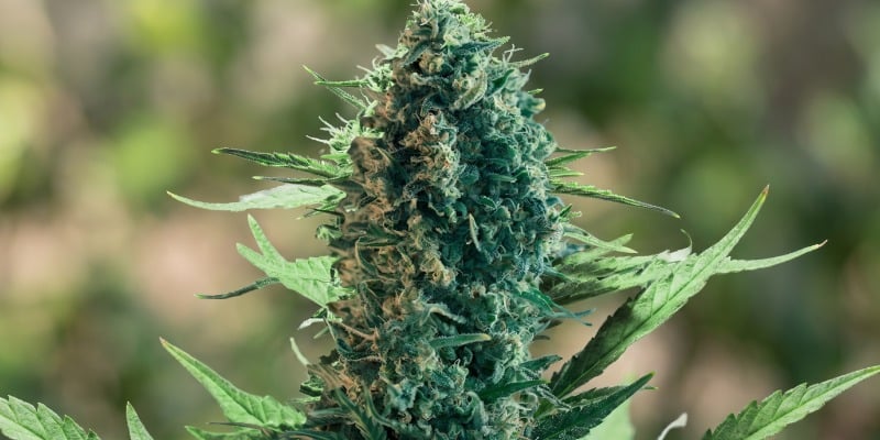 Royal Medic (Royal Queen Seeds)