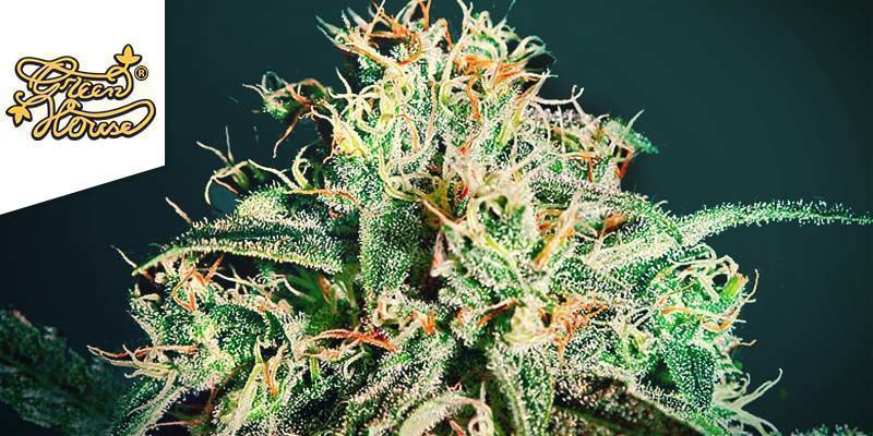 A.M.S VAN GREEN HOUSE SEEDS