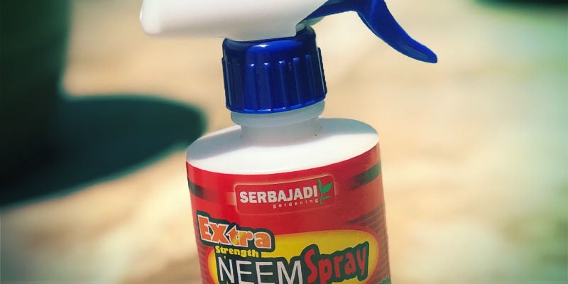 Neemolie Cannabis Plagen