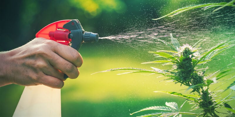 Bladsprays Cannabis Plagen