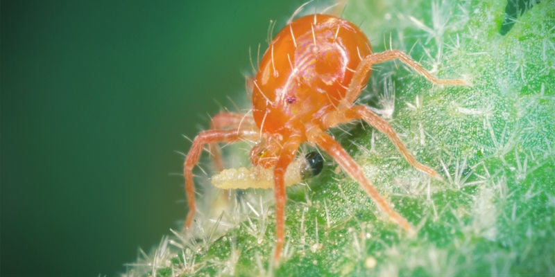 Roofinsecten Cannabis Plagen