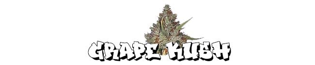 Grape Kush - Cali Connection