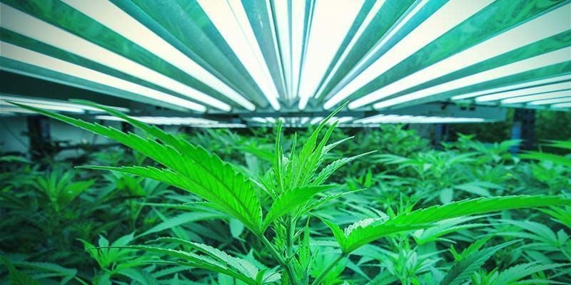 OPTIMALE LICHTAFSTAND TOT DE CANNABISPLANTEN