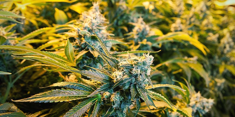 Ruimte Tussen De Cannabisplanten