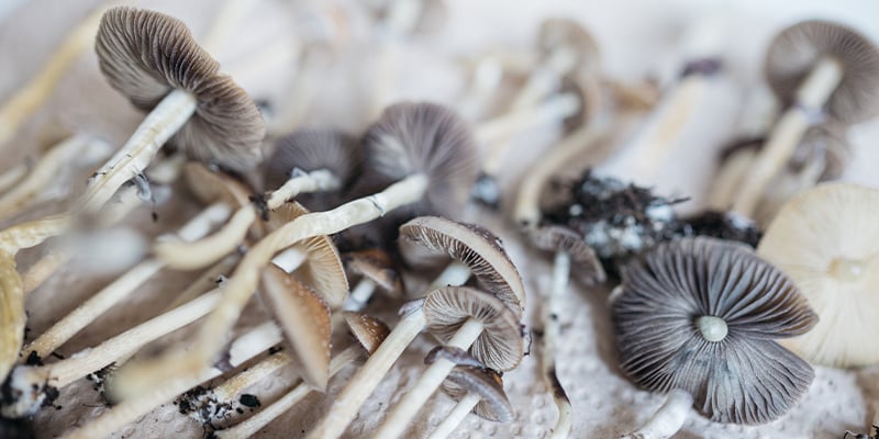 Wat zijn nootropics?