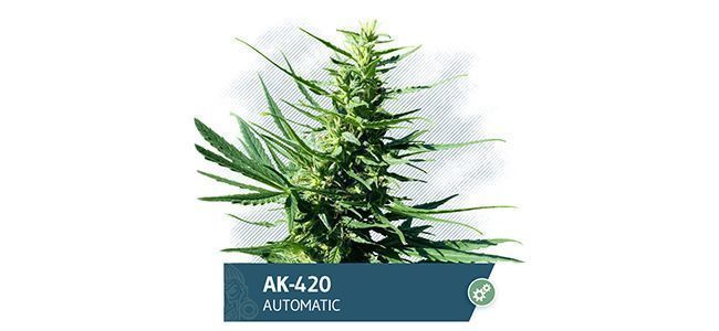 AK-420 (Zamnesia Seeds)
