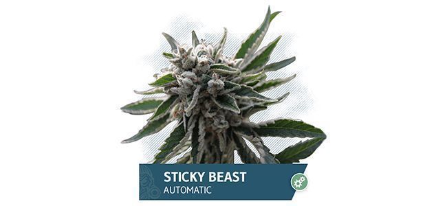 Sticky Beast Automatic (Zamnesia Seeds)