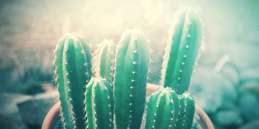 Teveel Zon Is Slecht Voor Een San Pedro Cactus