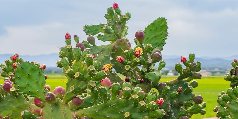 De 5 meest gemaakte fouten bij cactusverzorging