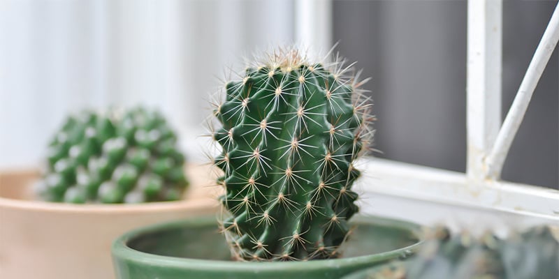 Een cactus verzorgen: makkelijker dan je denkt