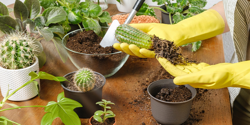 Overbemesting van je cactus