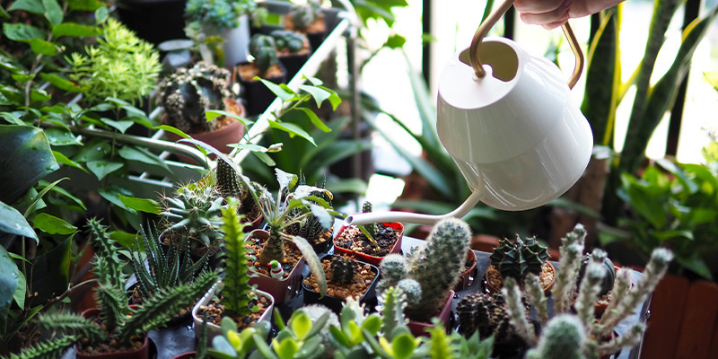 Te veel water geven aan je cactus