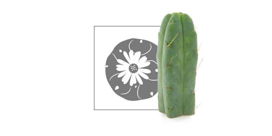 Mescaline Cactussen