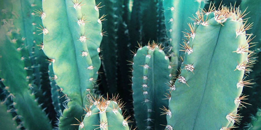 San Pedro-Cactus