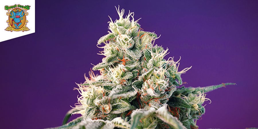 Bruce Banner Auto Van Sweet Seeds