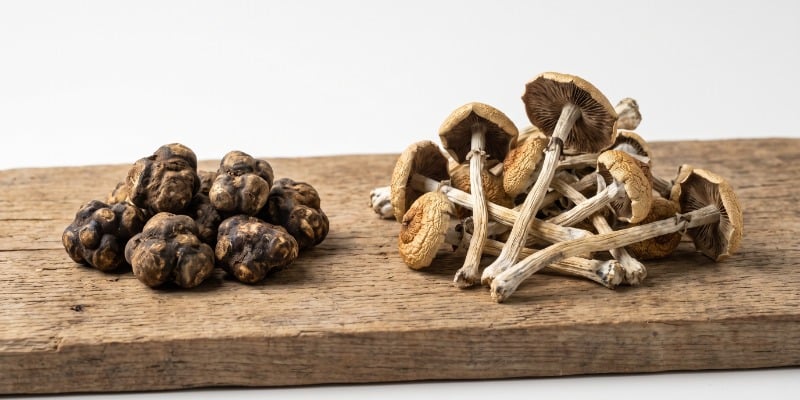 Wat Is Het Verschil Tussen Magic Truffles En Paddo's?