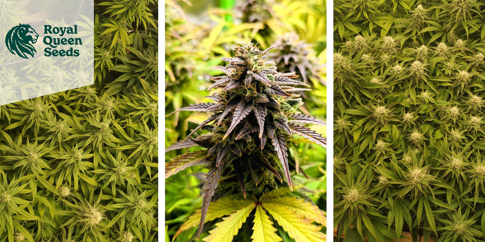 5. Quick One Automatic (Royal Queen Seeds)