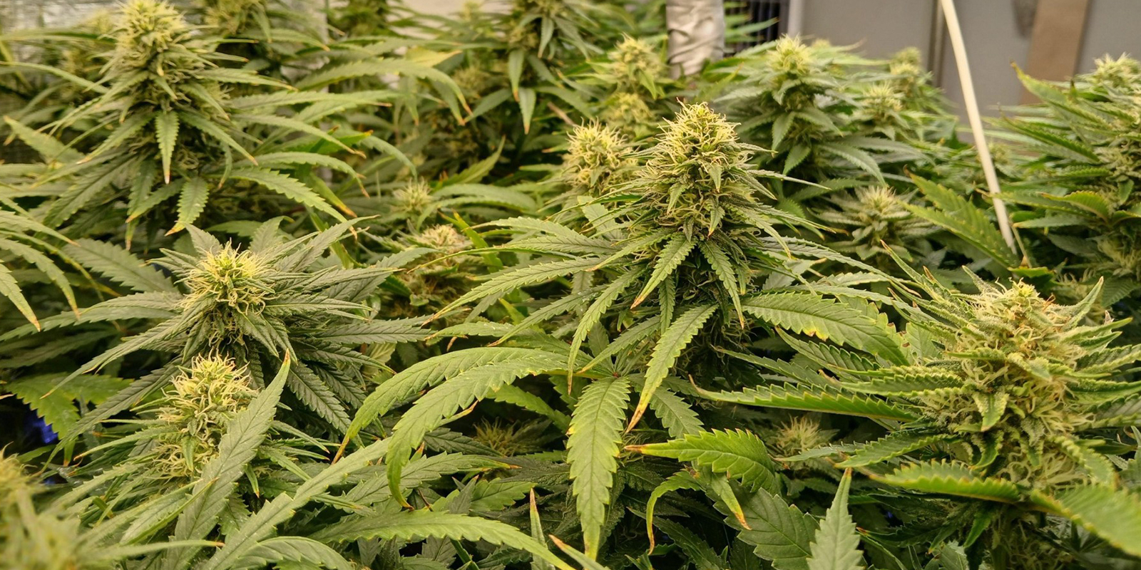 De snelle route naar dichte, uniforme oogsten De snelle route naar dichte, uniforme oogsten